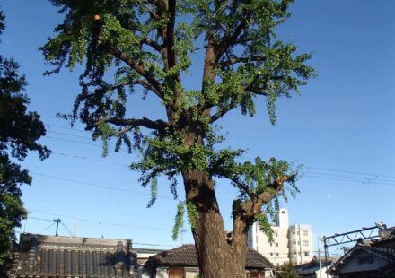 高木樹枝落とし作業