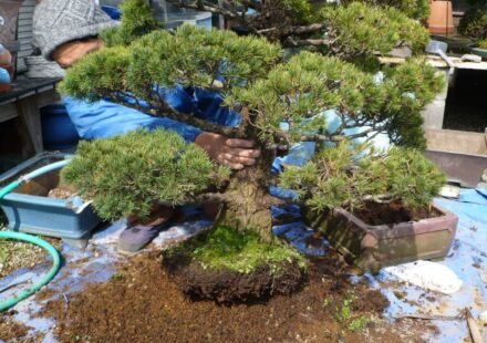 盆栽・植木鉢等の植替え